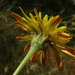 Scorzonera villosa - Photo (c) Christian Berg, algunos derechos reservados (CC BY), subido por Christian Berg