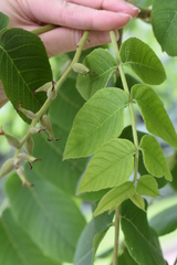 Juglans mandshurica