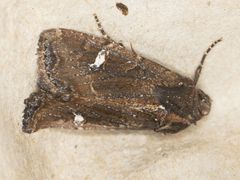 Helotropha reniformis