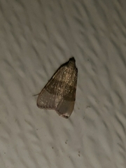 Basacallis tarachodes