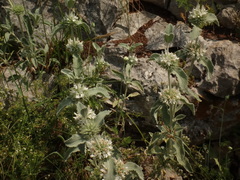 Marrubium incanum