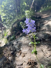 Veronica orsiniana