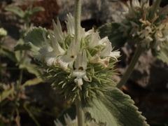Marrubium incanum