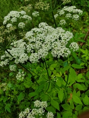 Aegopodium podagraria