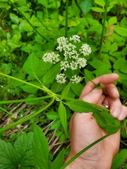 Aegopodium podagraria