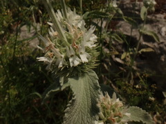 Marrubium incanum