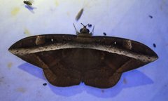 Hemeroblemma opigena