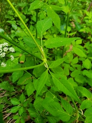 Aegopodium podagraria