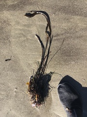 Laminaria sinclairii