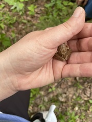 Lithobates sylvaticus image