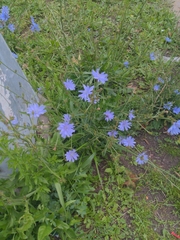 Cichorium intybus