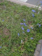 Cichorium intybus