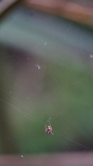 Argyrodes antipodianus