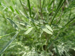 Astragalus asper