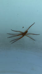 Pisaurina