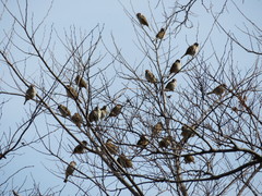 Passer montanus