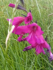 Gladiolus communis byzantinus