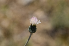 Tyrimnus leucographus