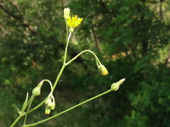 Crepis neglecta
