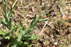 Tyrimnus leucographus