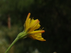 Crepis neglecta