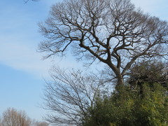 Passer montanus