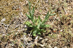 Tyrimnus leucographus