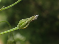 Crepis neglecta