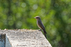 Muscicapa striata tyrrhenica