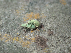 Phyllobius virideaeris