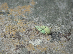 Phyllobius virideaeris