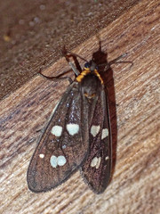 Dysauxes famula