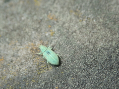 Phyllobius virideaeris