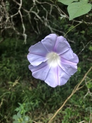 Ipomoea lindheimeri
