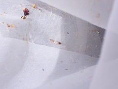 Nysius graminicola