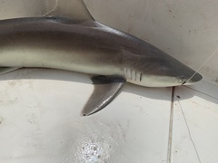 Carcharhinus acronotus