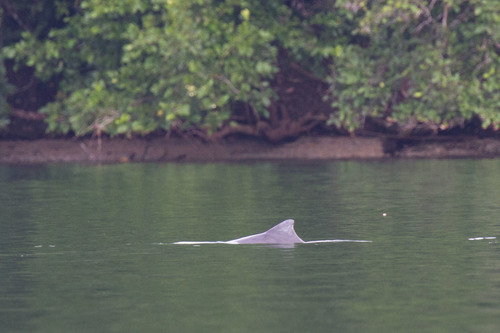 Australian Humpback Dolphin