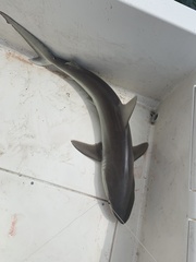 Carcharhinus acronotus