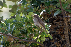 Muscicapa striata tyrrhenica