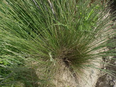 Festuca beckeri