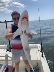 Carcharhinus acronotus