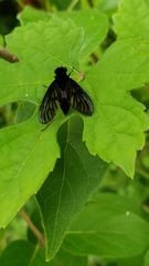 Chrysopilus velutinus