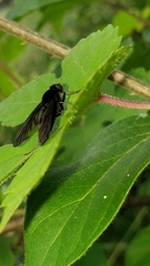 Chrysopilus velutinus