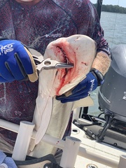 Carcharhinus acronotus