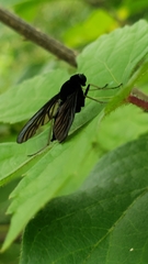 Chrysopilus velutinus