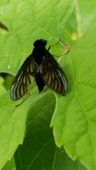 Chrysopilus velutinus