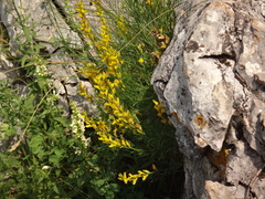 Genista sylvestris