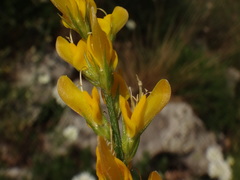 Genista sylvestris