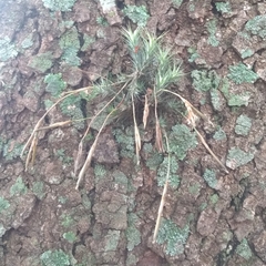 Tillandsia tricholepis