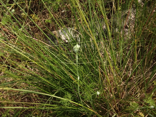 Image of Stipa eriocaulis by (c) Christian Berg, some rights reserved (CC BY)